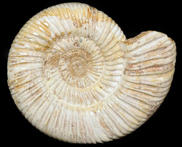 Perisphinctes Ammonite - Jurassic #45401